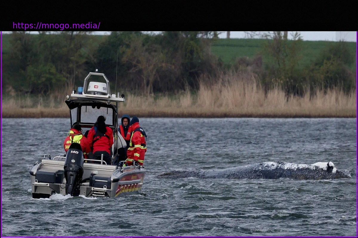 Preview Спасение частной инициативой: Разрешен новый шаг к спасению горбатого кита