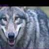 Wolf Population Control in Hesse: Up to 40% of Cubs May Be CULLED