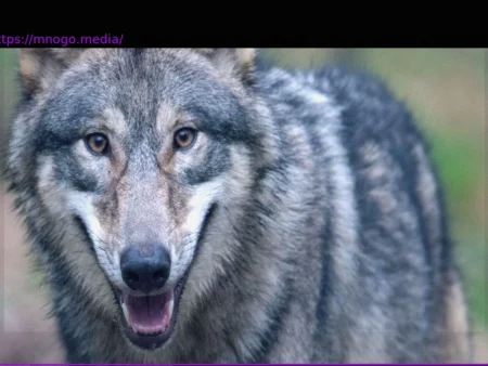 Wolf Population Control in Hesse: Up to 40% of Cubs May Be CULLED