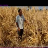 El Niño: India braces for drought