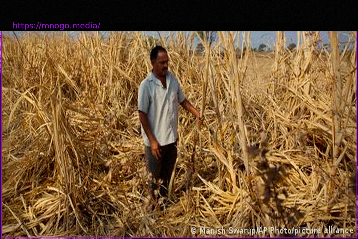 Preview El Niño: India braces for drought