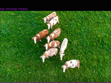 Wolfhagen: Escaped Cows Wander Through Hospital