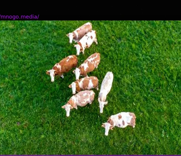 Wolfhagen: Escaped Cows Wander Through Hospital