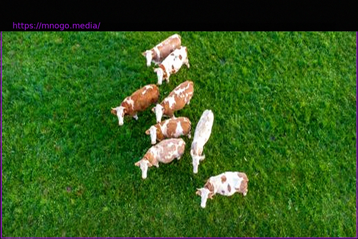 Preview Wolfhagen: Escaped Cows Wander Through Hospital