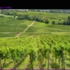 Rheingau: Den Winzern wird das Wasser knapp