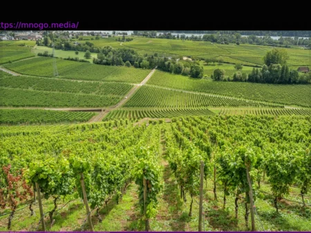 Rheingau: Den Winzern wird das Wasser knapp