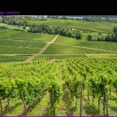Rheingau: Den Winzern wird das Wasser knapp