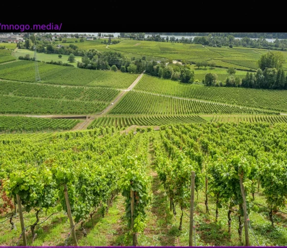 Rheingau: Den Winzern wird das Wasser knapp
