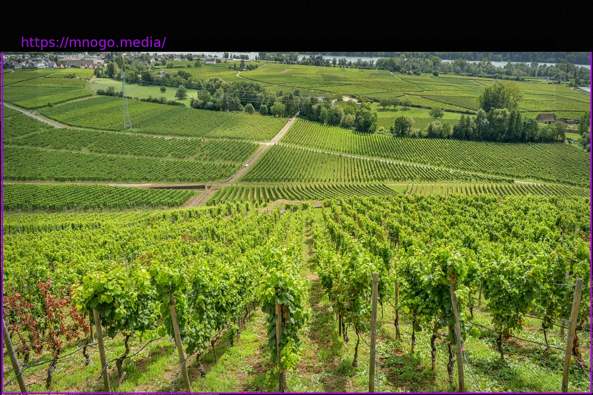Preview Rheingau: Den Winzern wird das Wasser knapp